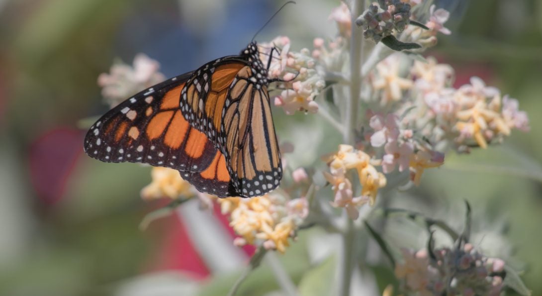 Monarch butterfly on flower