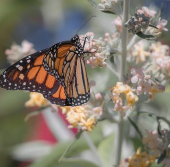 Monarch butterfly on flower
                  