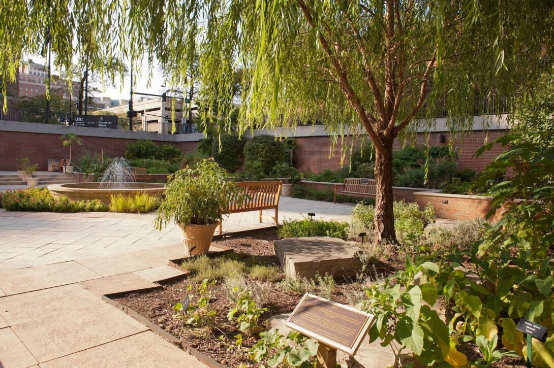 The Dorothy Bradley Atkins Medical Plant Garden at the College of Pharmacy